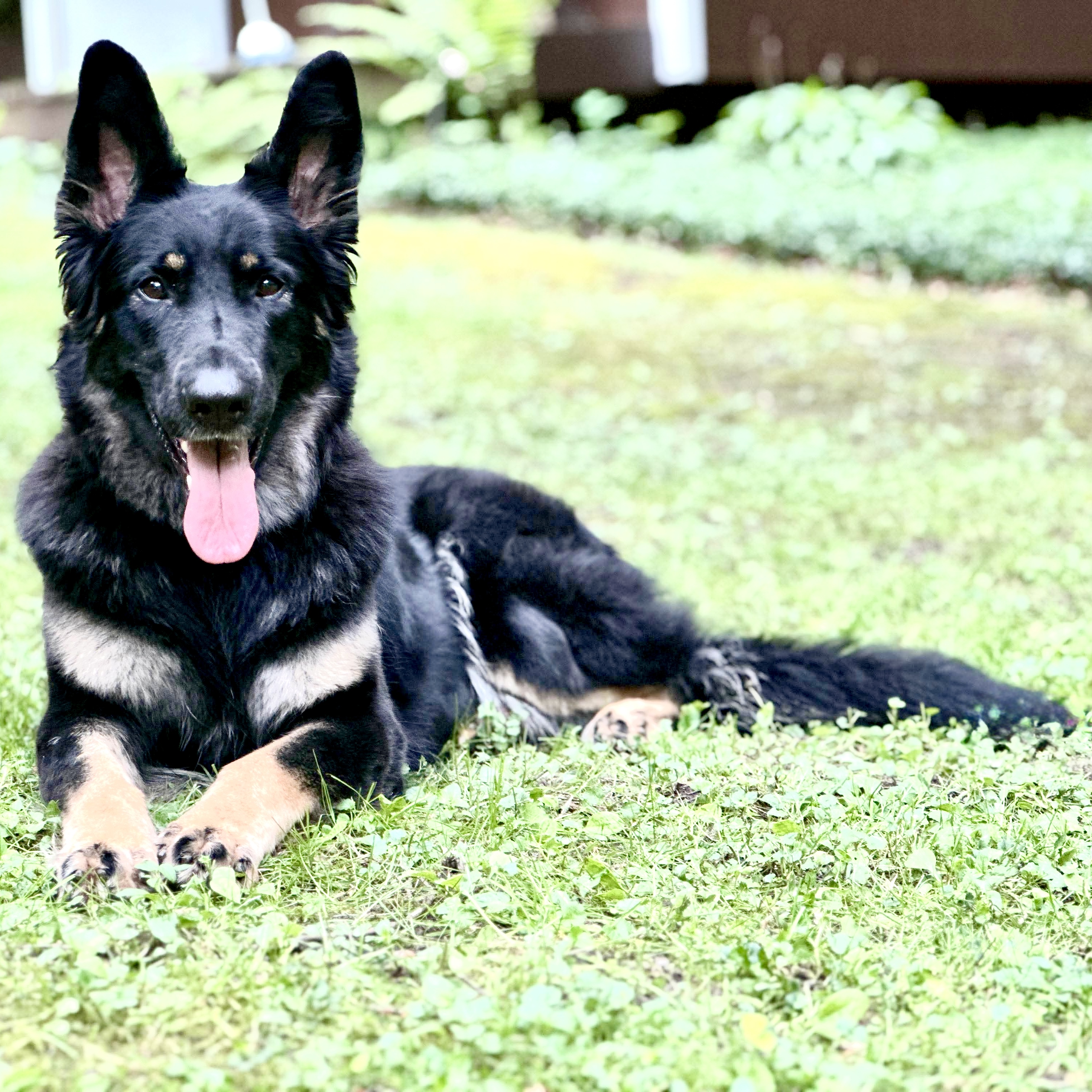 Midnight Shiloh Shepherds