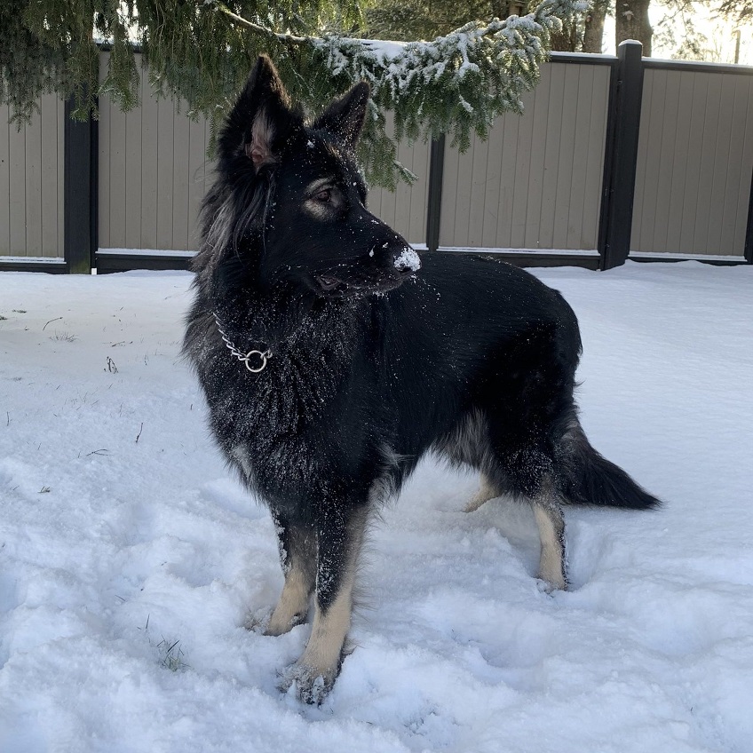 Storm Runner Shilohs