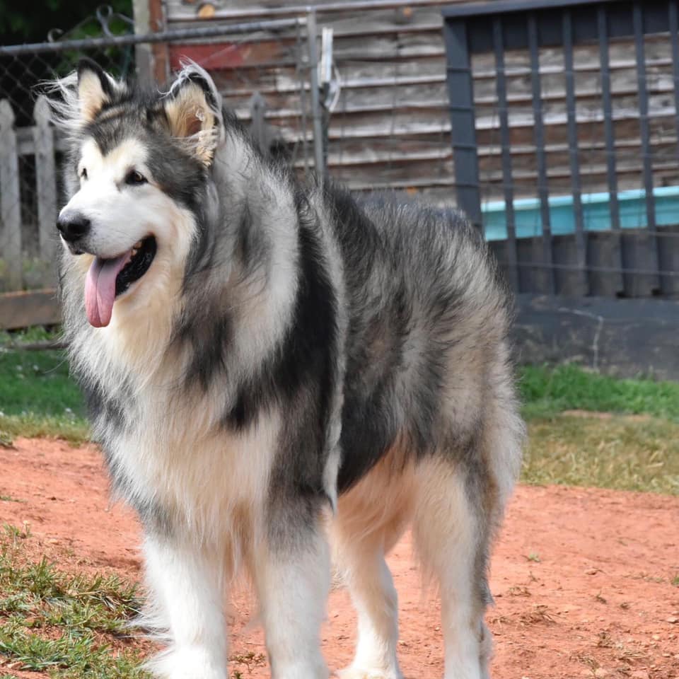 shiloh shepherd husky mix