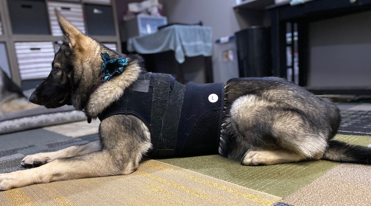 Puppy wearing a holter