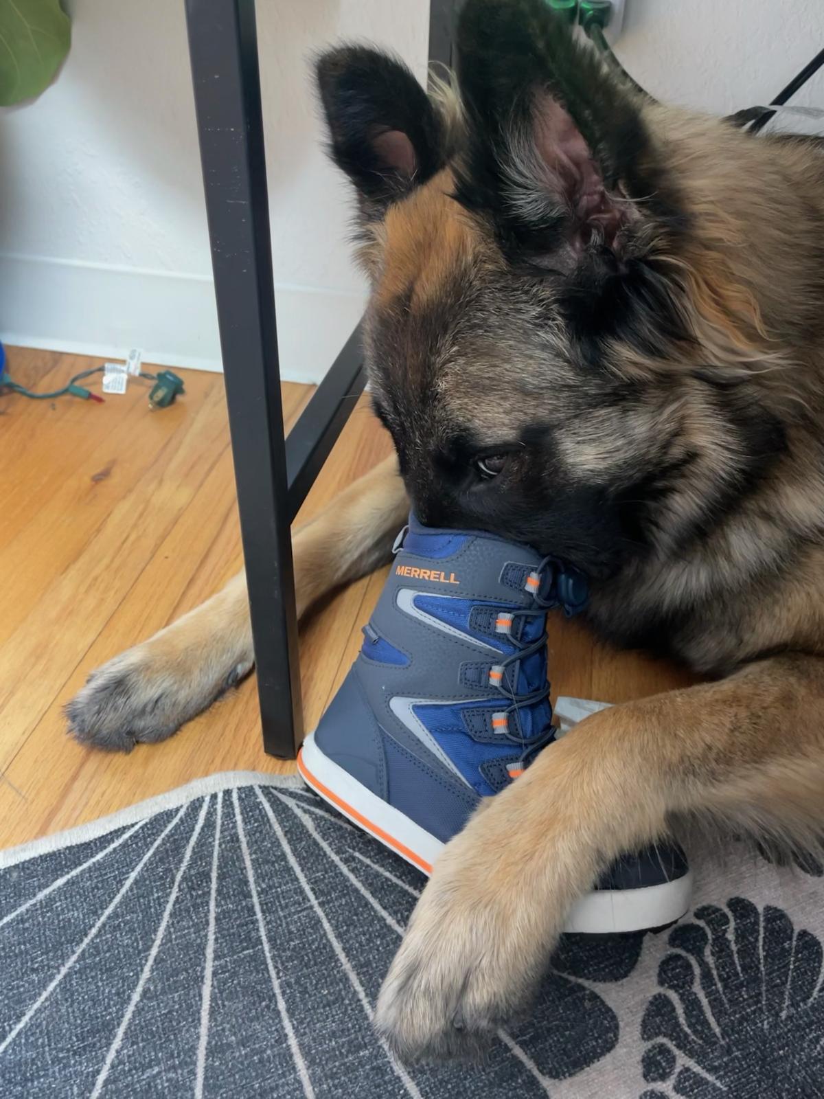 Lenore with her snout in a child's boot.