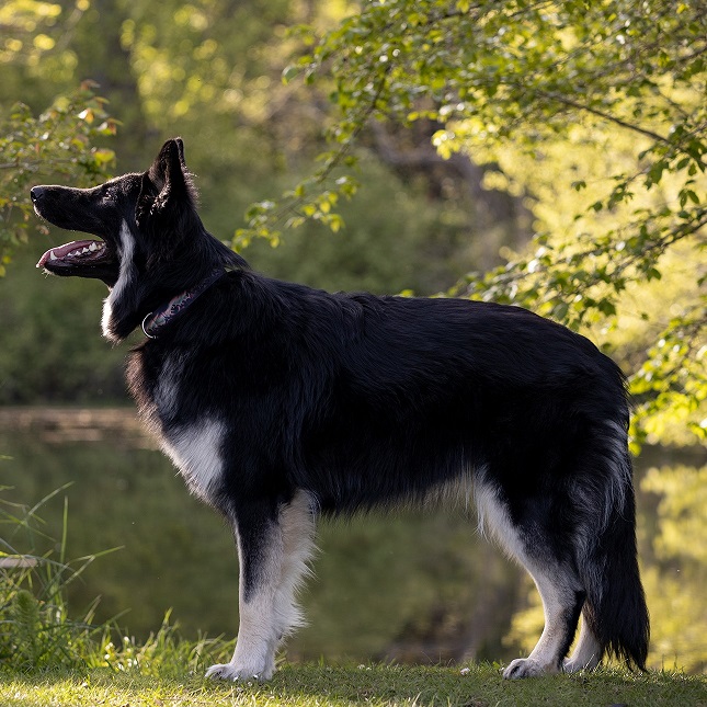 Pacific Wild Kennels