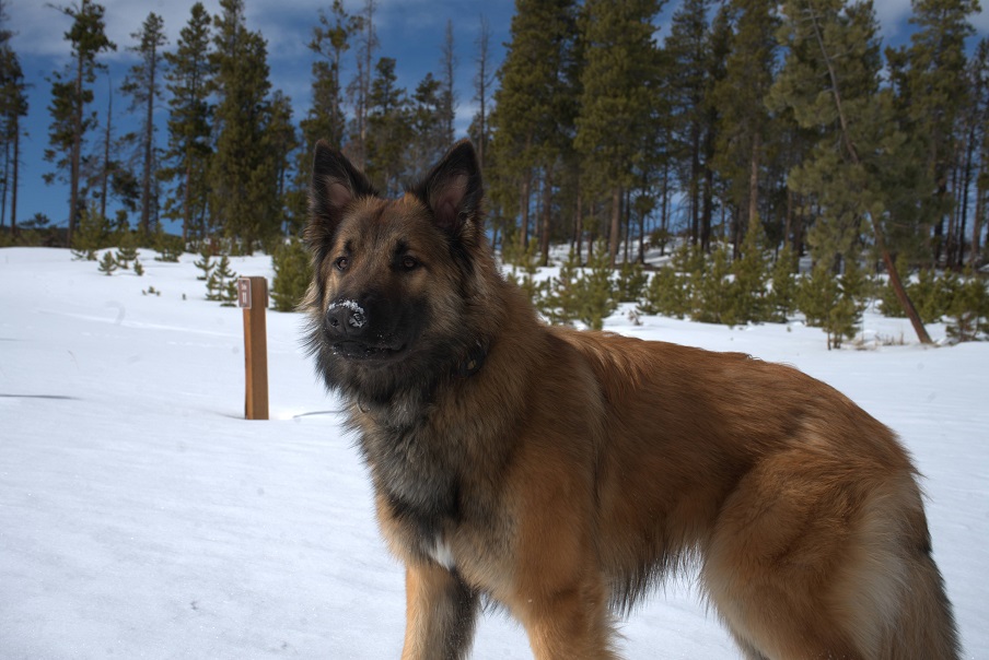 Rodan wioth snow on his nose.