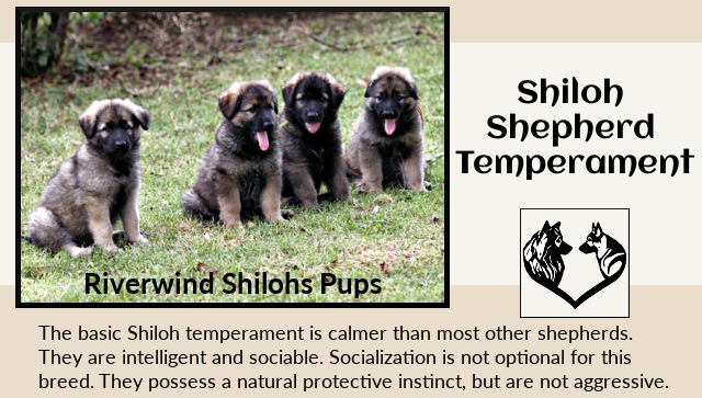 Basic Shiloh Shepherd Temperament