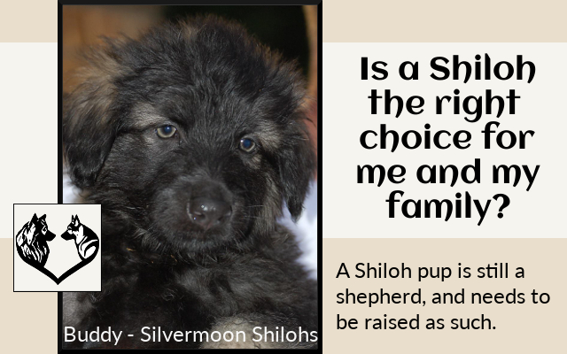 Shiloh Shepherd Temperament, part 2