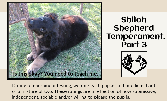 Shiloh Shepherd Temperaments, Part 3