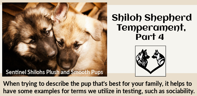 Shiloh Shepherd Temperament, part 4
