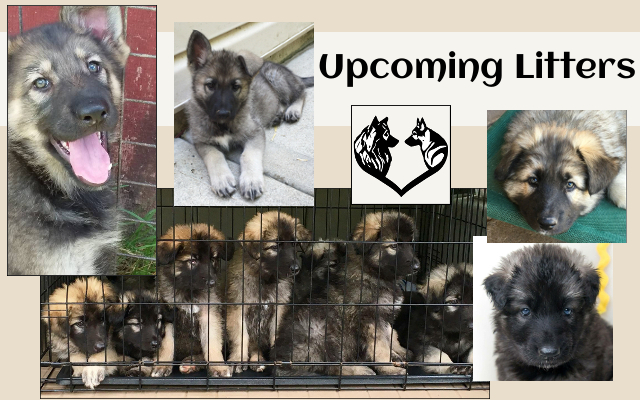 ISSA Upcoming Shiloh Shepherd Litters banner