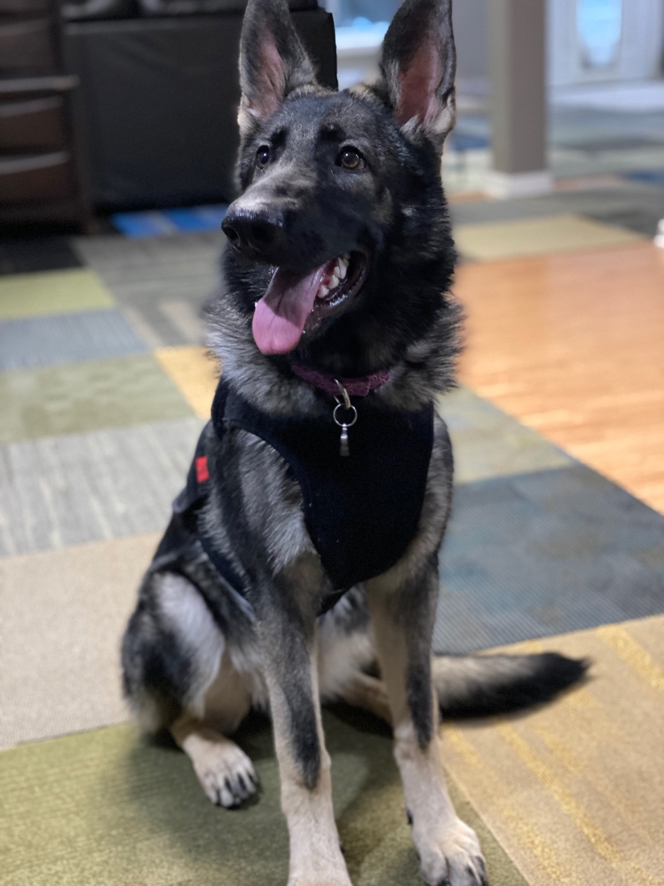 Puppy wearing a holter