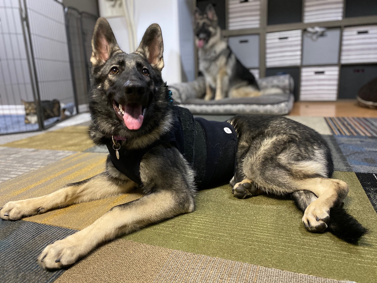 Puppy wearing a holter