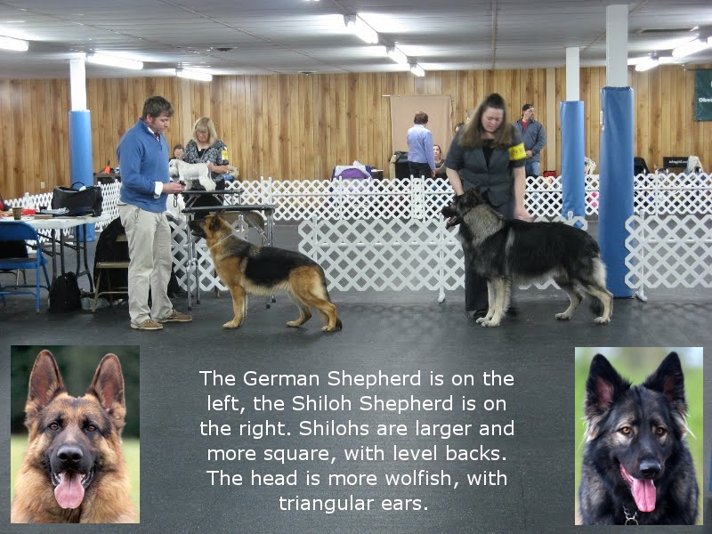 Photo of Shiloh and German shepherds side by side