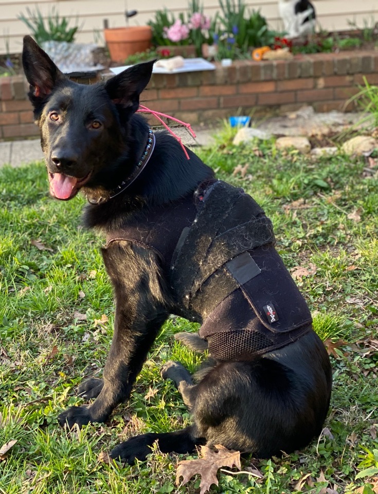 Puppy wearing a holter