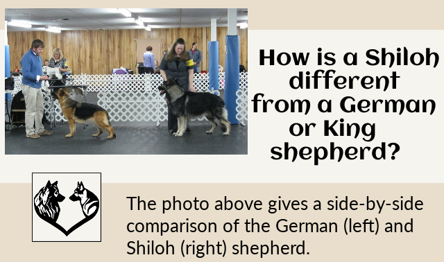 Photo of Shiloh and German shepherds side by side