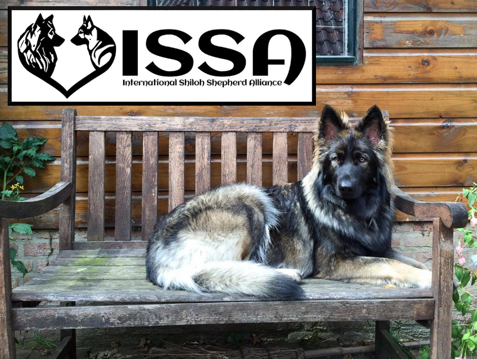 Welcome to the International Shiloh Shepherd Alliance!