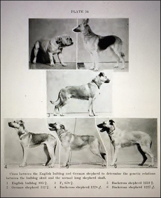 Stockard: Bulldog-German Shepherd crossbreeds